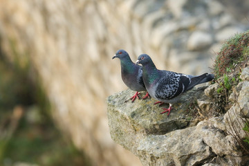 A pair of Feral Pigeon (Columba livia) perched on rocks on the cliffs edge.	