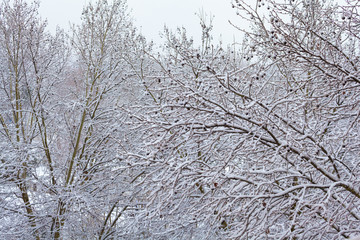 Fototapeta premium Branches against the sky after a snowfall