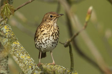A beautiful Song Thrush (Turdus philomelos) perched on a branch in a tree.	
