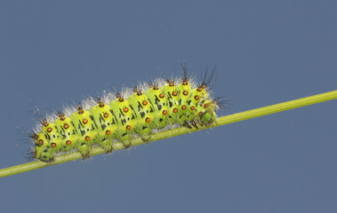 	 A pretty Emperor moth Caterpillar (Saturnia pavonia) walking down a grass stem.	