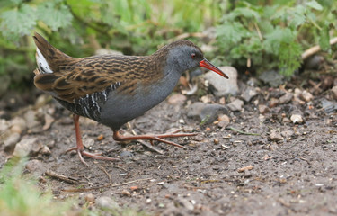 A stunning secretive Water Rail (Rallus aquaticus) searching for food along the bank of a lake.	
