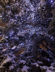 The lights are burning on the tree at night
