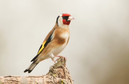 A pretty Goldfinch (Carduelis carduelis) perched on a branch.	