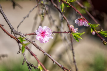 Almond blossoming branch with tender pink flowers, natural spring background of garden fruit tree