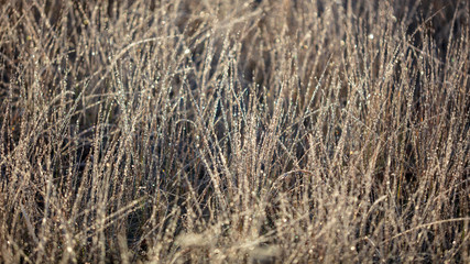Fototapeta premium Dry grass in the morning at sunrise
