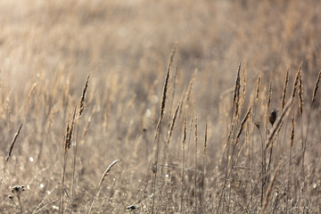 Fototapeta premium Dry grass in the morning at sunrise