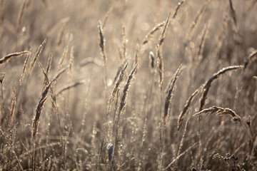 Fototapeta premium Dry grass in the morning at sunrise