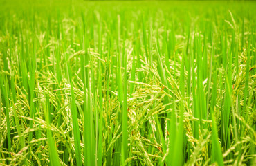 Rice field background - green paddy rice on tree in agriculture asia