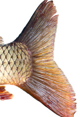 Tail of carp fish isolated on white background