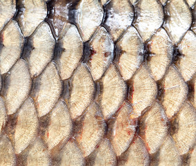 Scales on carp fish as abstract background
