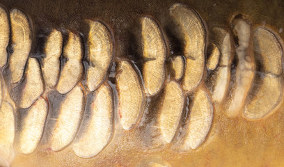 Scales on carp fish as abstract background