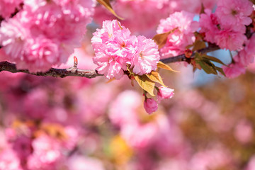 Obraz premium Close-up image of beautiful pink flowers, abstract bright floral background. A bunch of blossoming sakura branch in spring time, suitable for wallpaper