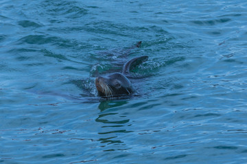 Fototapeta premium Sea Lion San Francisco Bay