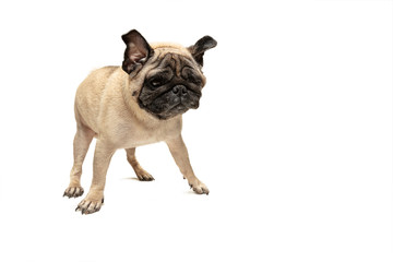 Cute pet dog pug breed sitting and smile with happiness feeling so funny and making serious face....