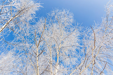 Frozen branches on a tree in the forest in winter