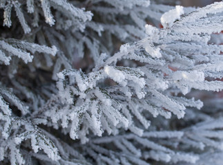 Frozen branches on a pine in the forest in winter