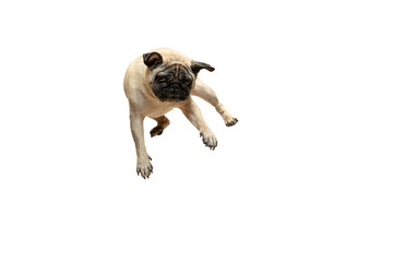 Cute pet dog pug breed jumping with happiness feeling so funny and making serious face. Purebred...