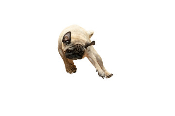 Cute pet dog pug breed jumping with happiness feeling so funny and making serious face. Purebred...