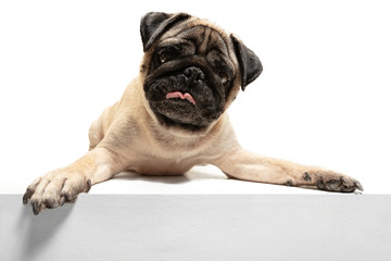 Cute pet dog pug breed sitting and smile with happiness feeling so funny and making serious face. Purebred and smart dog isolated on white background. The friendly concept