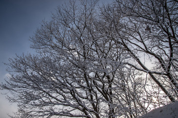 青空と雪と枯れ木と
