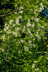 Fototapeta na wymiar White acacia flower closeup (Robinia pseudoacacia). Acacia tree bloom