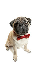 Cute pet dog pug breed sitting and smile with happiness feeling so funny and making serious face. Purebred and smart dog isolated on white background. The friendly concept