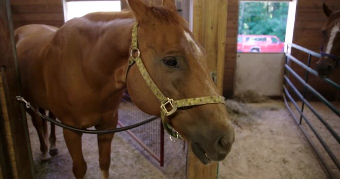 Horse standing in his stall in a stable in slow motion