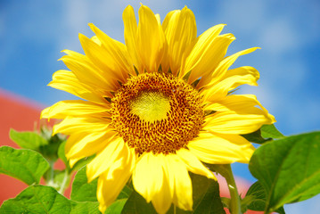 Obraz premium sunflowers in bloom and blue sky