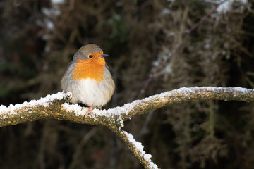 A robin Erithacus rubecula perched on a snow covered branch in a wood with a natural backdrop and copy space