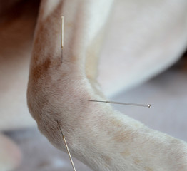 Acupuncture treatment of white dog. Foreleg.