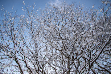 Fototapeta na wymiar 青空と雪と枯れ木と