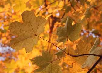 Naklejka na ściany i meble beautiful autumnal maple leaves