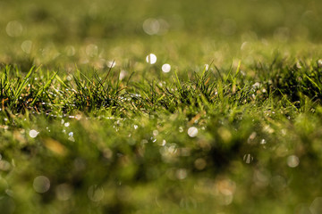 drops of dew on a green grass bokeh background