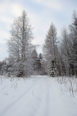 Snowy forest in winter