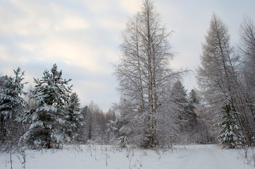 Snowy forest in winter