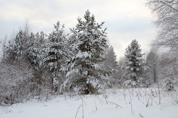 Snowy forest in winter