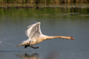 one mute swan (cygnus olor) running on water surface, spread wings © Pascal Halder