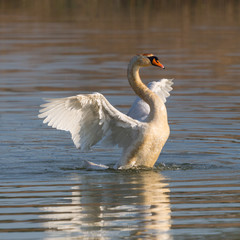 mute swan (cygnus olor) shaking wings on water surface