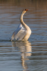 one mute swan (cygnus olor) shaking wings on water surface