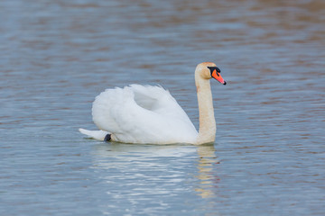 one mute swan (cygnus olor) swimming in blue water © Pascal Halder