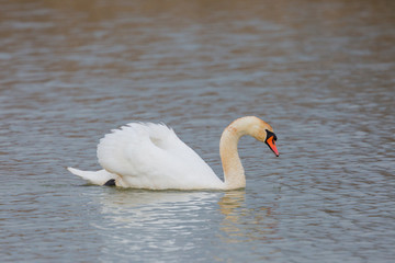 one mute swan (cygnus olor) swimming on water surface © Pascal Halder