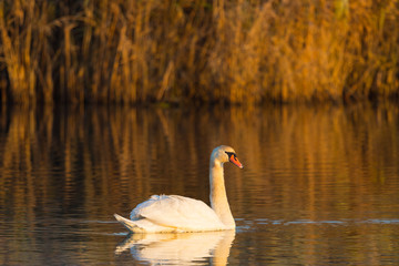 one mute swan (cygnus olor) swimming, orange evening light, reed © Pascal Halder