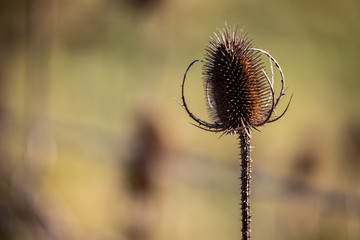 Closeup view of a dry thistle flower in golden light.