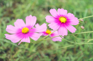 Fototapeta premium Beautiful pink cosmos flower blooming in the garden with blurred background.