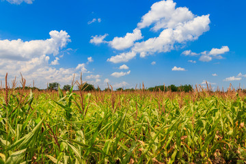 Field of young green corn