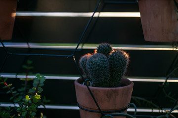 Cactus 4 