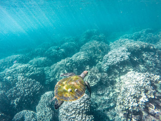 Tortue marine