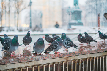 brave pigeons survive in city in winter season b