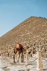 Camel and Great Pyramid of Giza