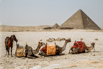 camel and horse near the pyramid